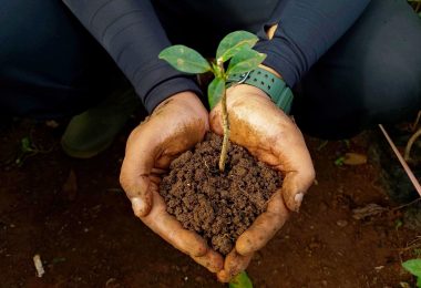 donate-tree-today-2048x1353